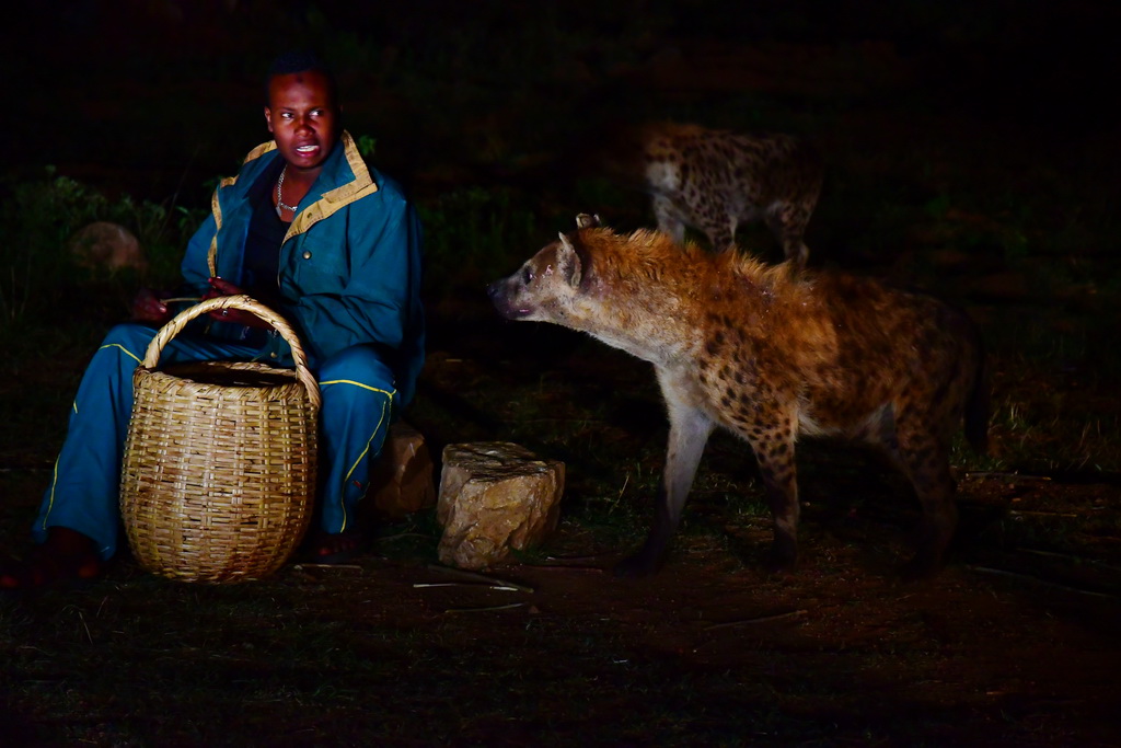 Harar Hyena Feeding